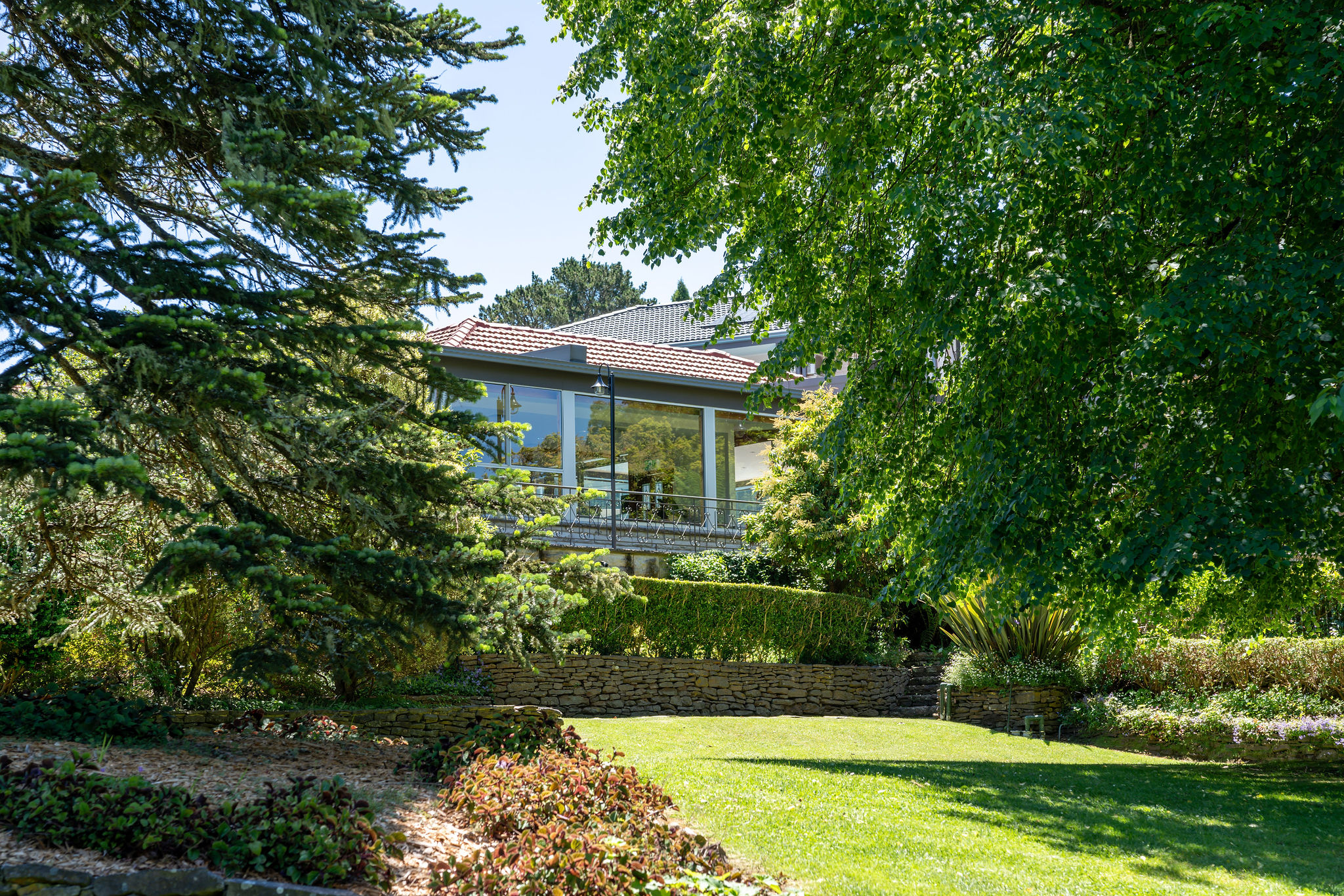 Lush green forest in the Blue Mountains with dappled sunlight filtering through the canopy