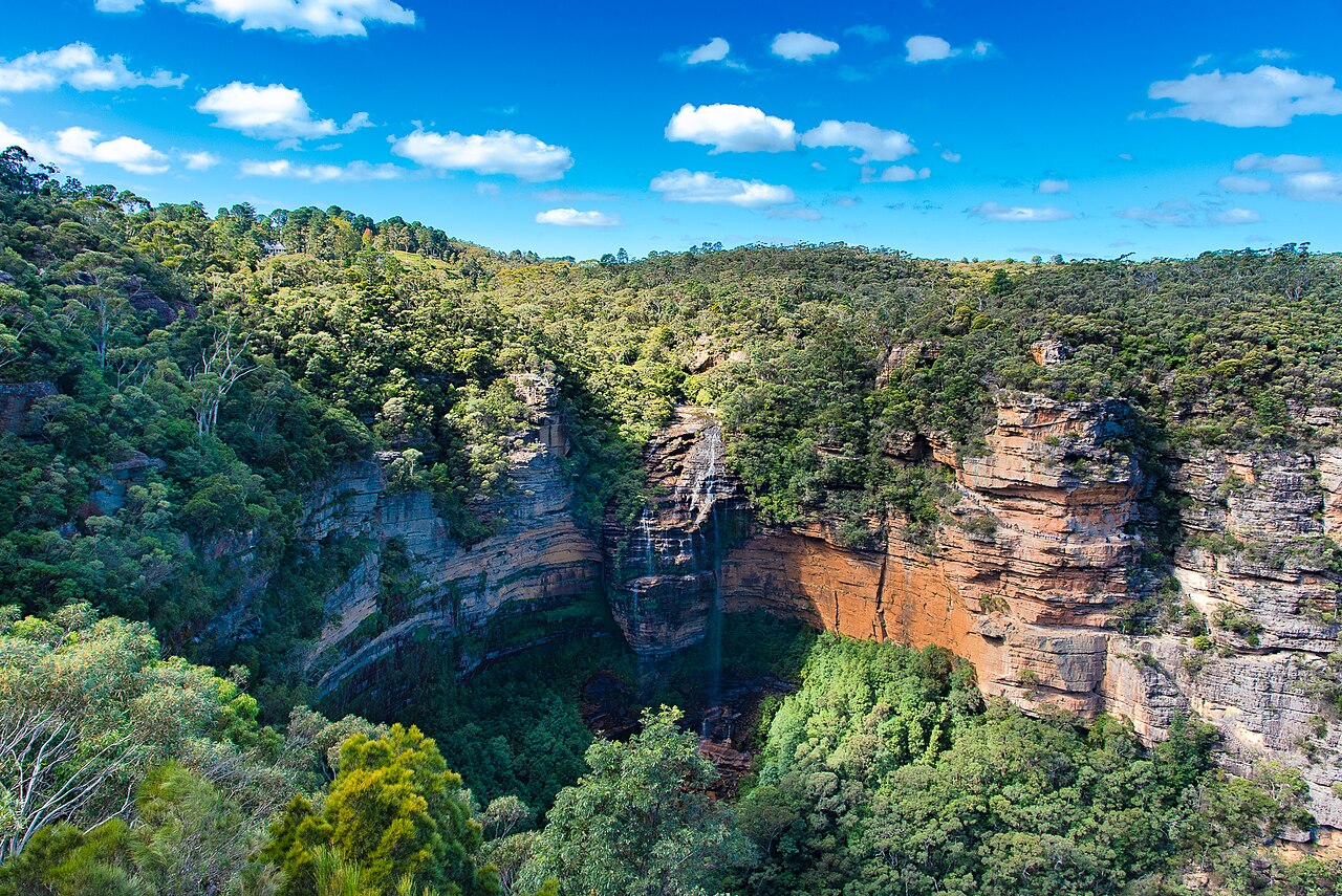 Dense eucalyptus forest with sunlight streaming through the canopy